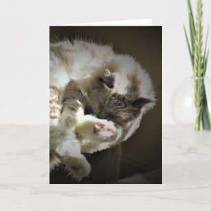 Dias Lentos, cartão