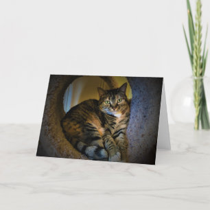 Dias Lentos, cartão