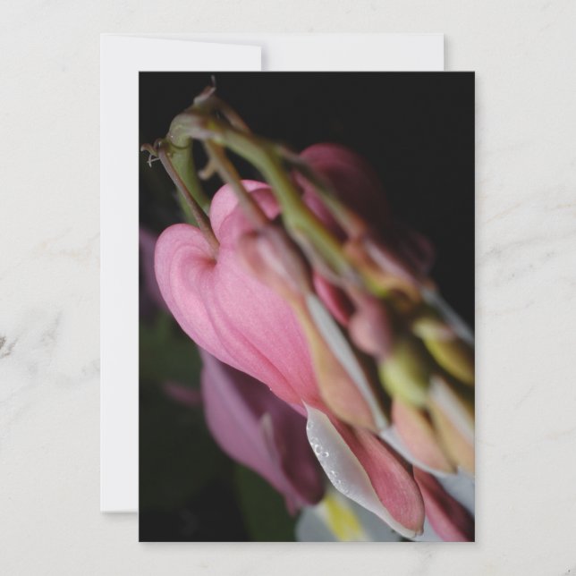 Dicentra (Frente)