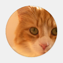 Diego, o Conjunto de Portas copos Cat