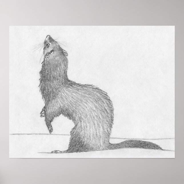 "Dimitri" Ferret Drawing Poster (Frente)