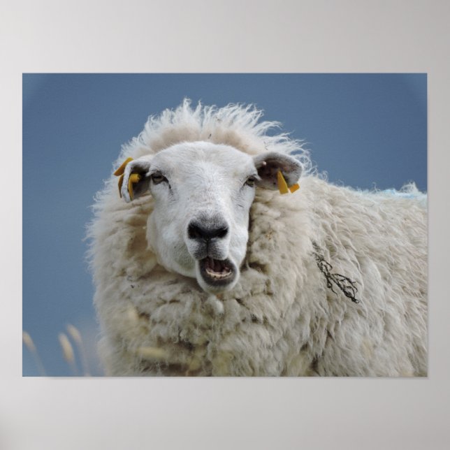 diversão de poster mouton (Frente)