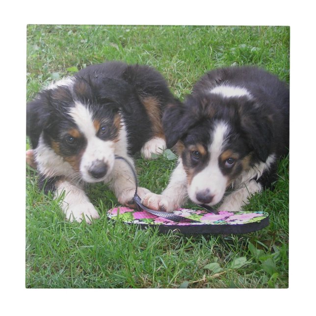 Diversão do sacudir Flop! (Frente)