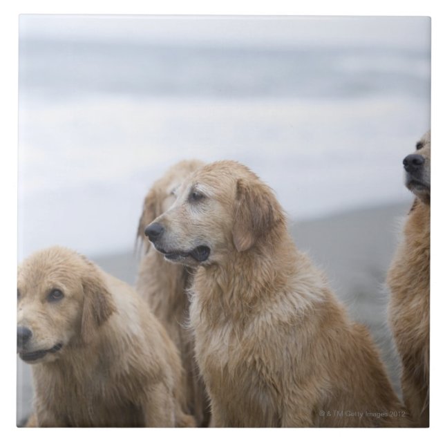 Diversos retrievers dourados que sentam-se na (Frente)
