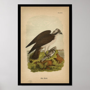 Do pássaro do impressão falcão 1890 de peixes