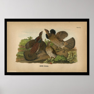 Do pássaro do impressão galo silvestre 1890 de