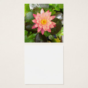 Do rosa foto waterlily