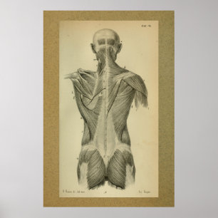 Do vintage da anatomia do impressão músculos 185