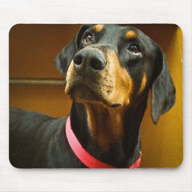Doberman Mousepad (Frente)