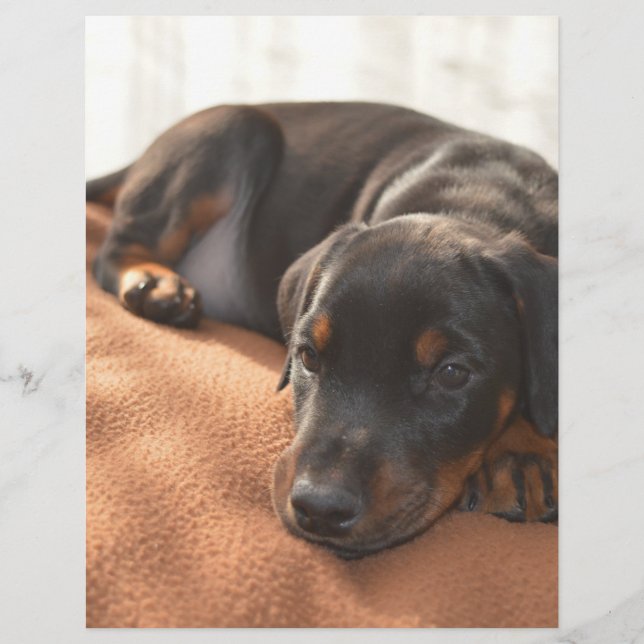 doberman-pinscher-filhote (Frente)