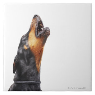 Doberman que urra, fim-acima