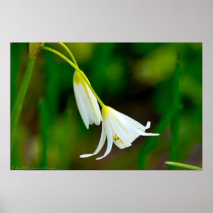 "Dobrar com a Grace" Falsa Poster de alho