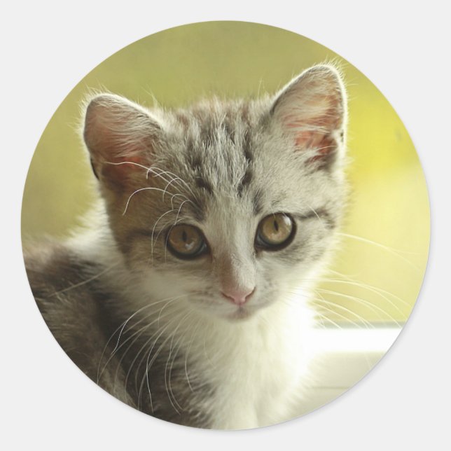 Doce Adesivo Redondo de Rosto de Gatinho (Frente)