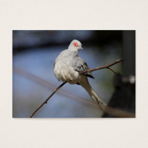 Doce Bela Doce Diamante