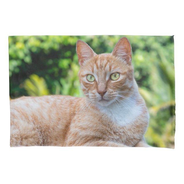 Doce gatinho (Frente)