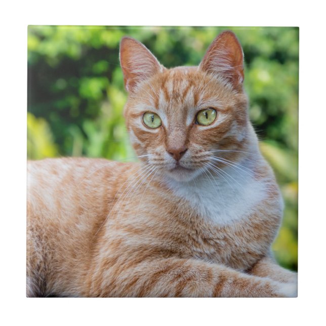 Doce gatinho (Frente)