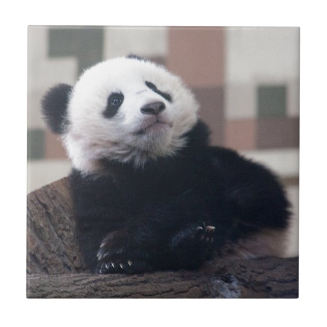 Doce Giant Panda Baby (Frente)