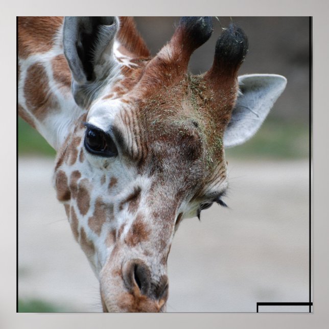 Doce Giraffe Poster (Frente)