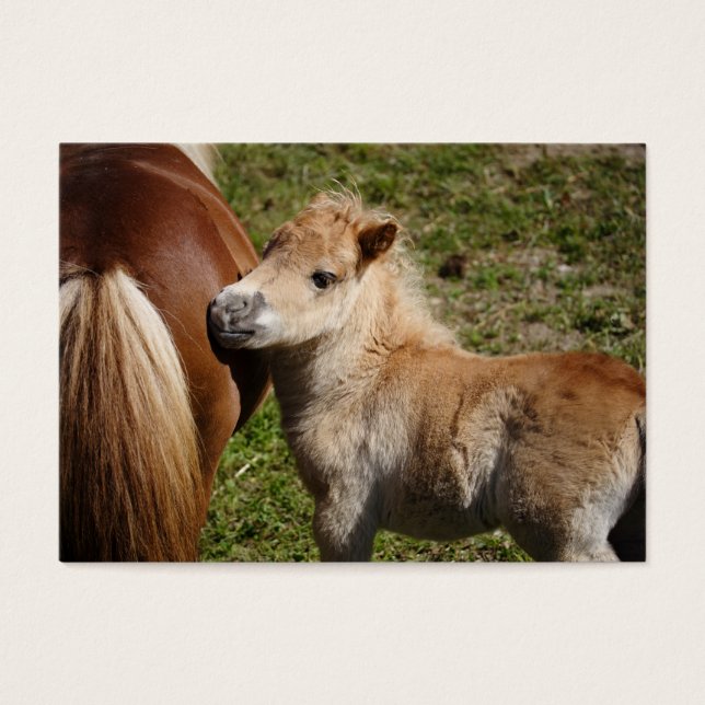 Doce Haflinger Foal (Frente)
