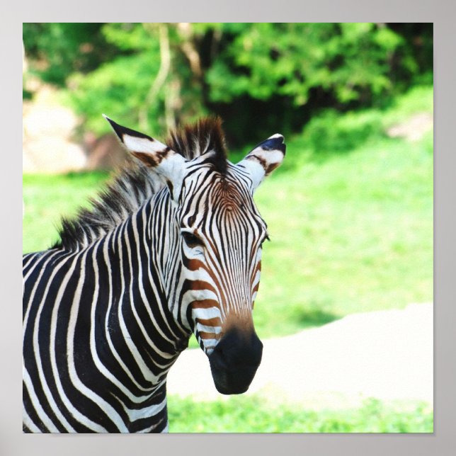 Doce Zebra Poster (Frente)