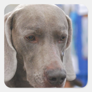Doces adesivos para cães com Weimaraner