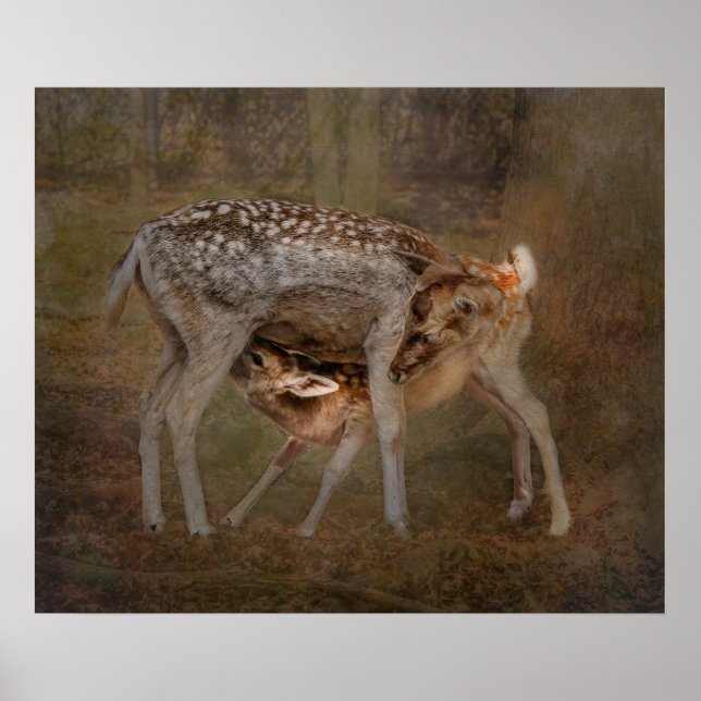 Doe and Fawn, Poster de Foto de Enfermagem (Frente)