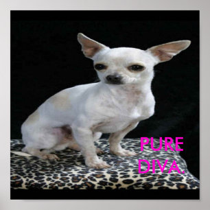 Dog Chihuahua Diva Impressão