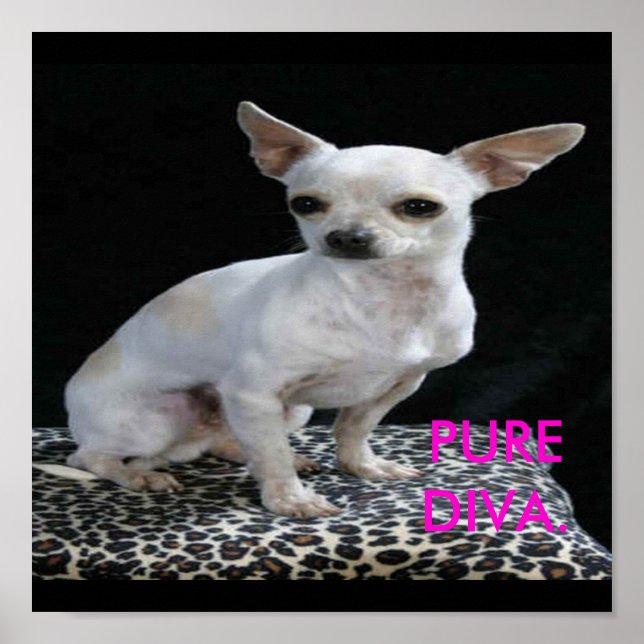 Dog Chihuahua Diva Impressão (Frente)