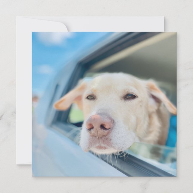 Dog Hanging Out Car Window Sunny Day Flat Card (Frente)