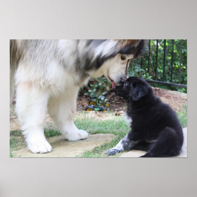 Dog Poster (Frente)