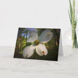 Dogwood Blossom, cartão