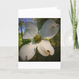 Dogwood Blossom, cartão