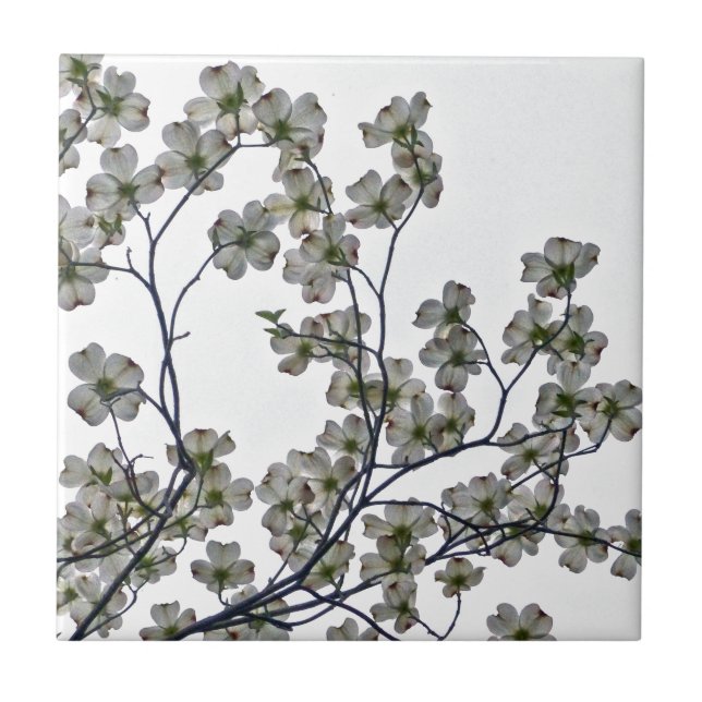 Dogwood Flor Branco (Frente)