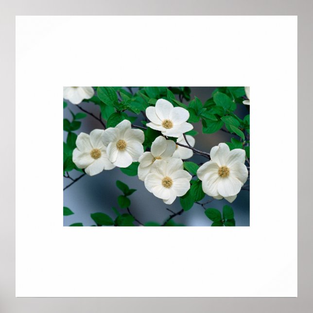 Dogwood Flowers Poster (Frente)