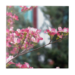 Dogwood Rosa