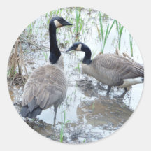 Dois adesivos gansos