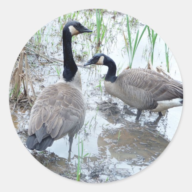 Dois adesivos gansos (Frente)