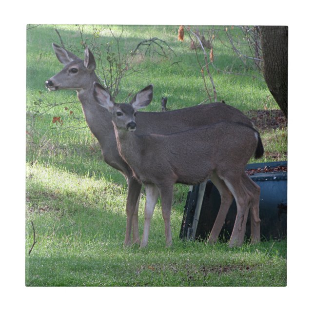 Dois Azulejo cerâmico de veado negro (Frente)