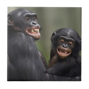 Dois Bonobos de sorriso