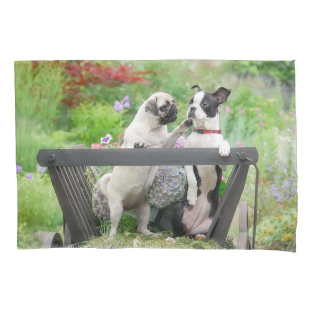 Dois cachorros um cachorrinho e Boston Terrier num (Frente)