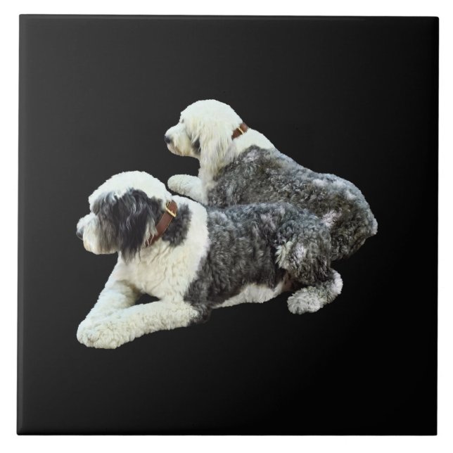 Dois cães pastores (Frente)