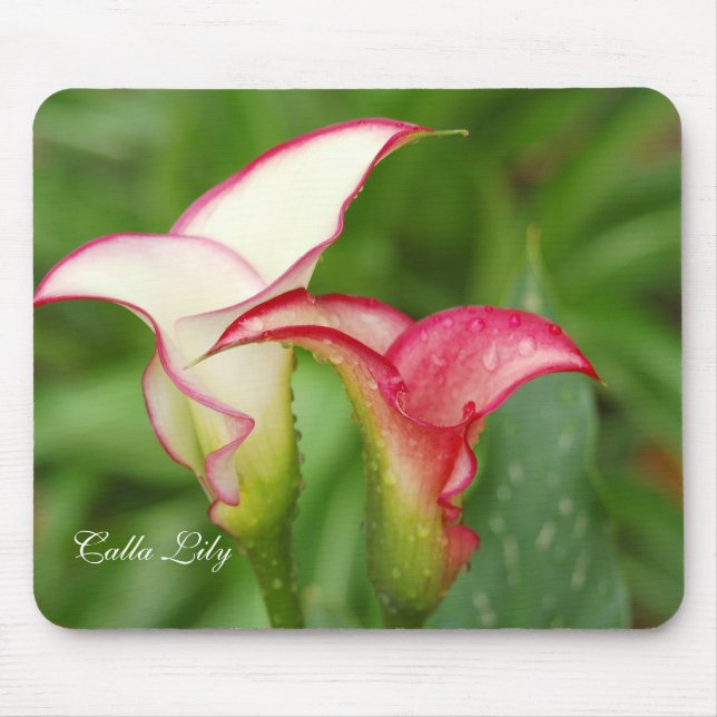 Dois Calla Lily Mousepad (Frente)