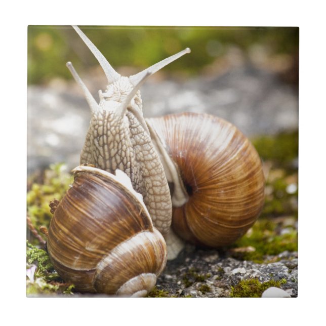 Dois caracóis (Frente)