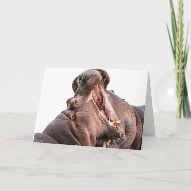 Dois Cartão de Hippo Boca Grande (Frente)