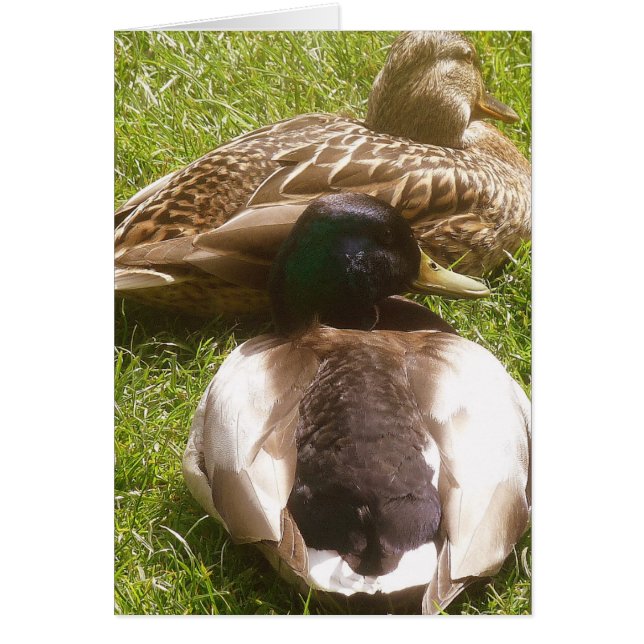 Dois Cartão de Patos Bonitos (Frente)