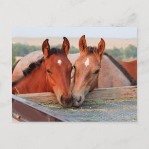 Dois Cavalos em um Cartão Postal de Fazenda