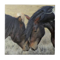 Dois Cavalos Selvagens Marrons Nuzzling