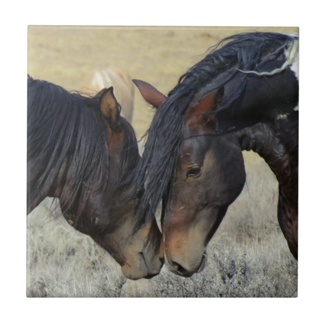 Dois Cavalos Selvagens Marrons Nuzzling (Frente)