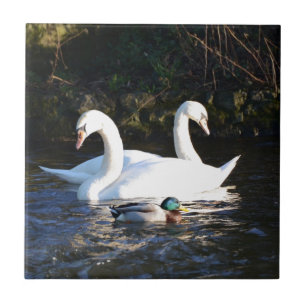 Dois Cisnes E Um Pato