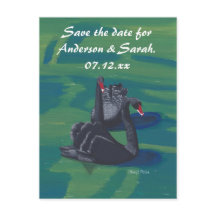 Dois Cisnes Negros Nadando Cartões Postais Save th